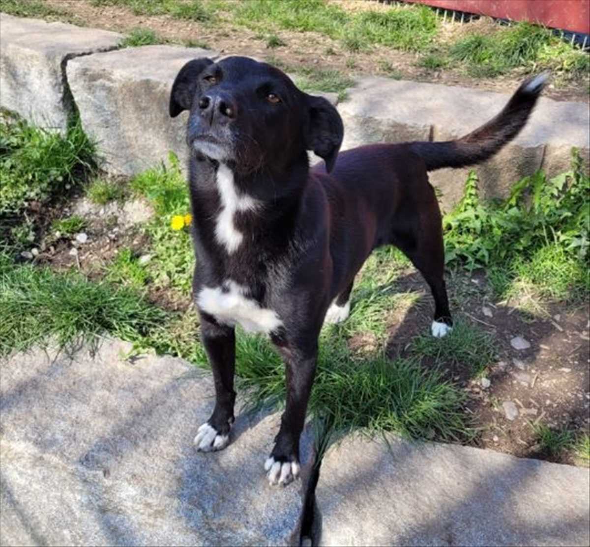 Labrador Retriever-Mix PAULI