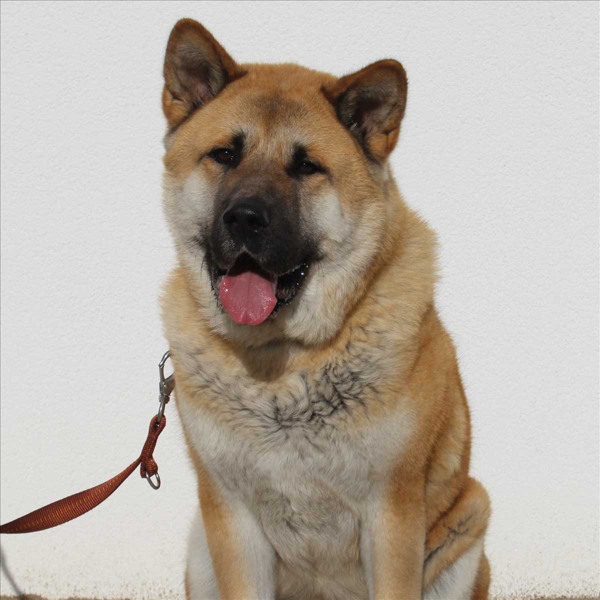 Akita, American Akita Buddy