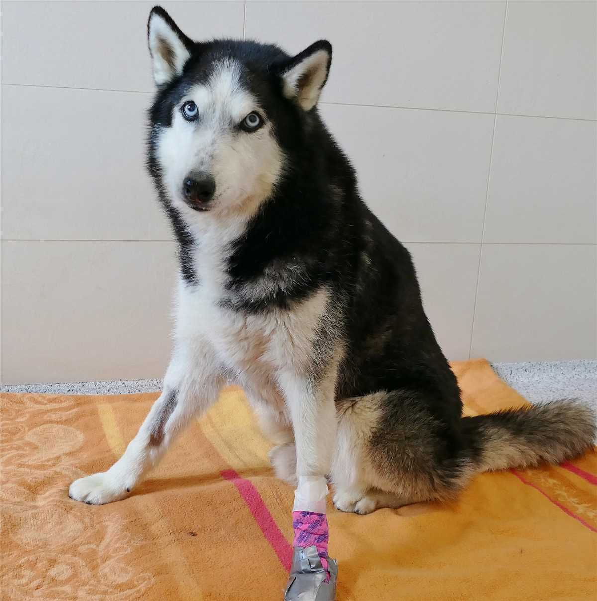 Siberian Husky SHADOW