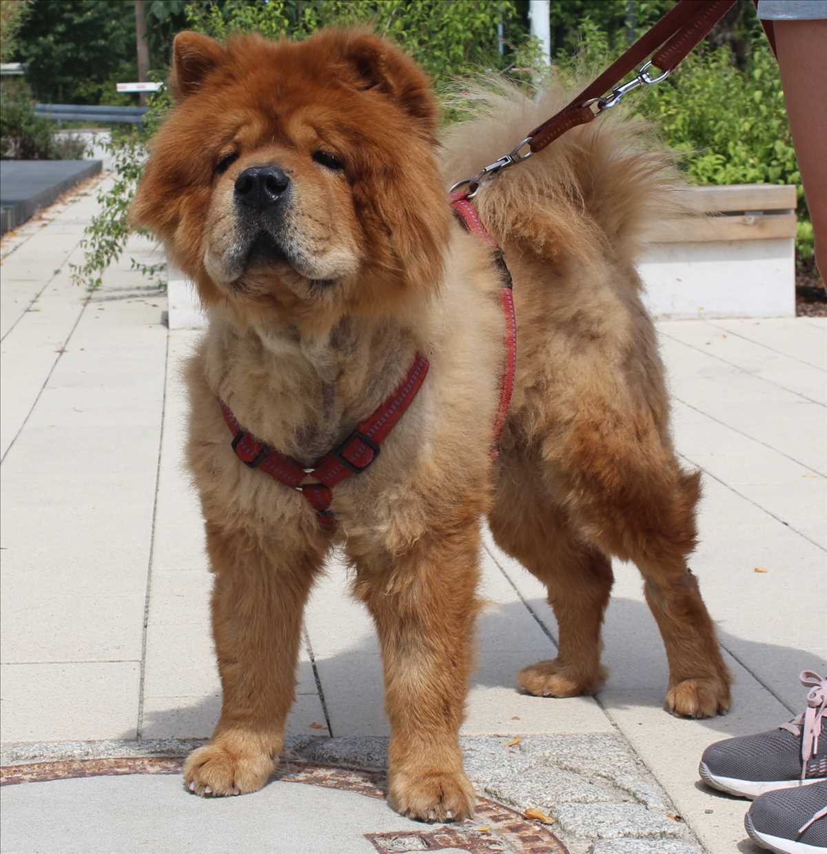 Chow-Chow Kron