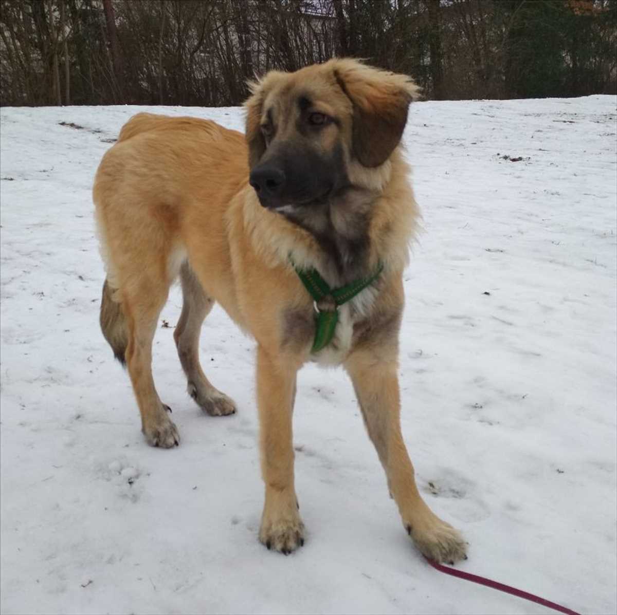 Šarplaninac, Zentralasiatischer Owtscharka BINA