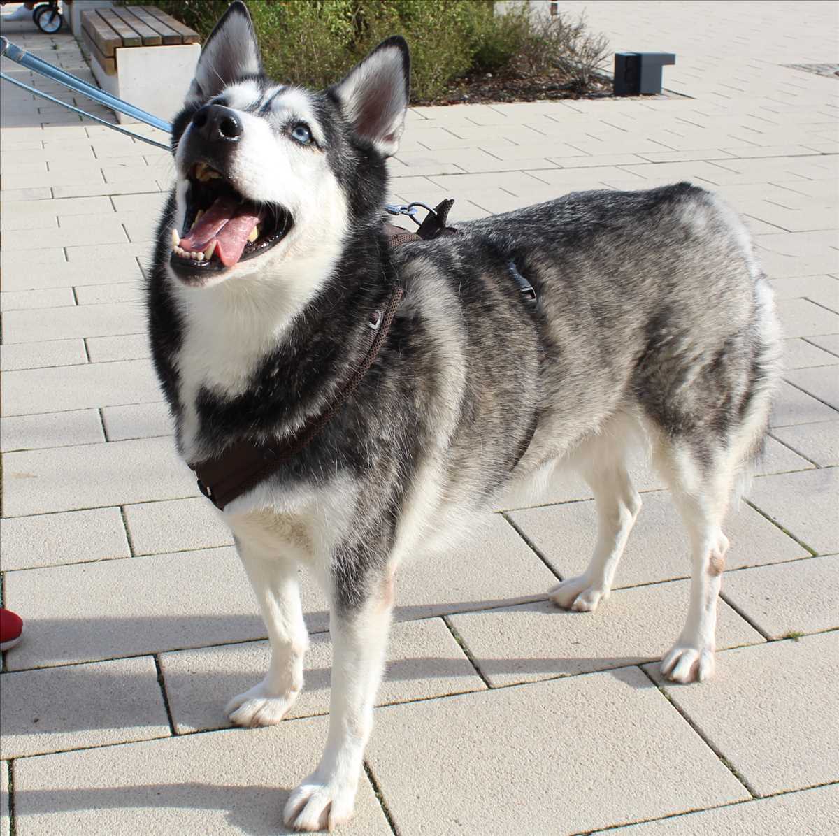 Siberian Husky Luni