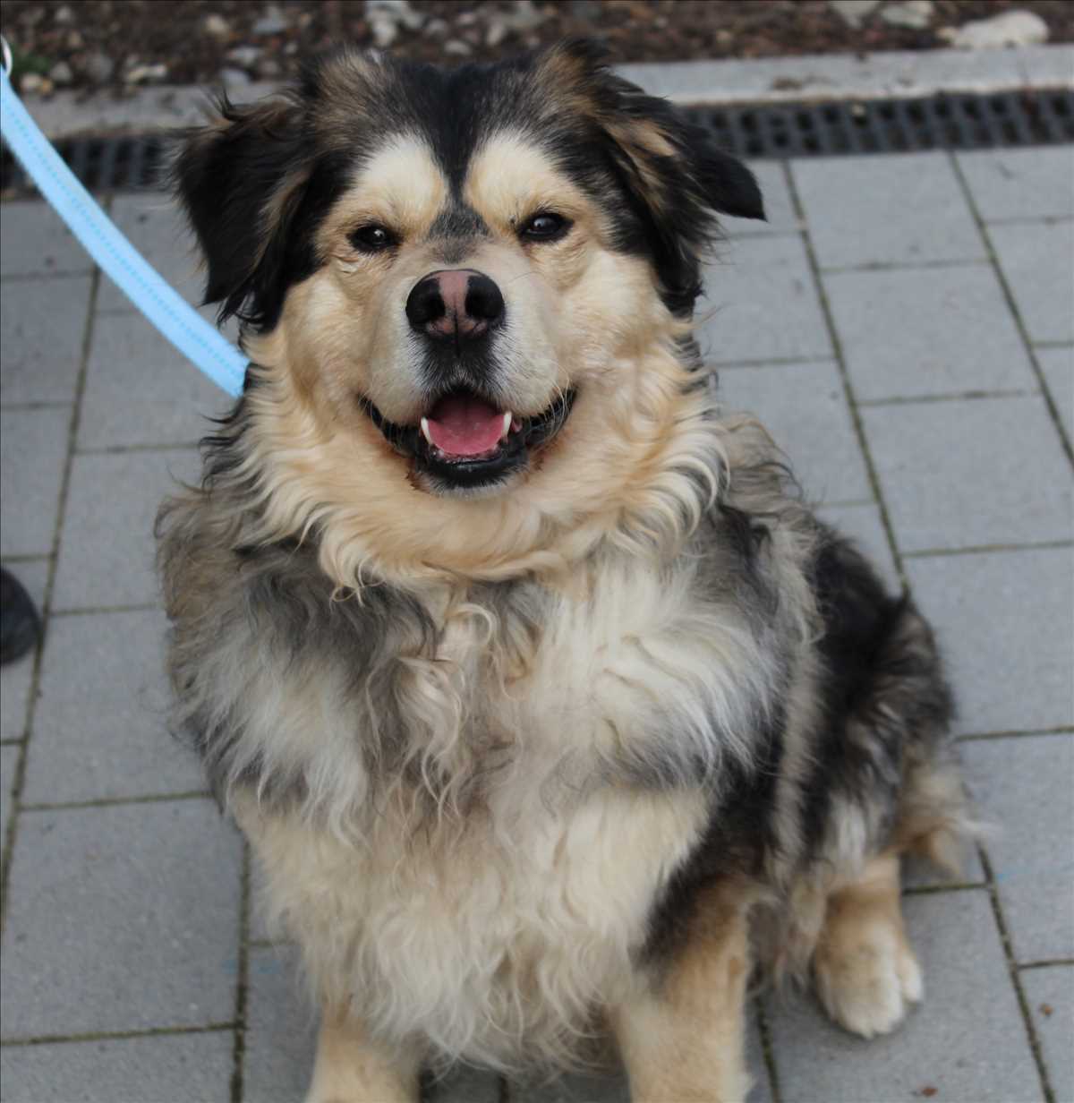 Berner Sennenhund, Siberian Husky PRINZ