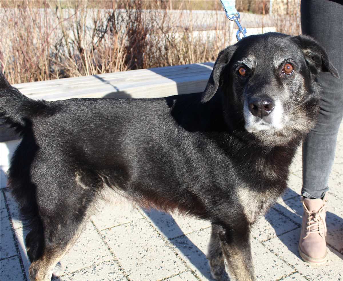 Deutscher Schäferhund-Mix Aaron