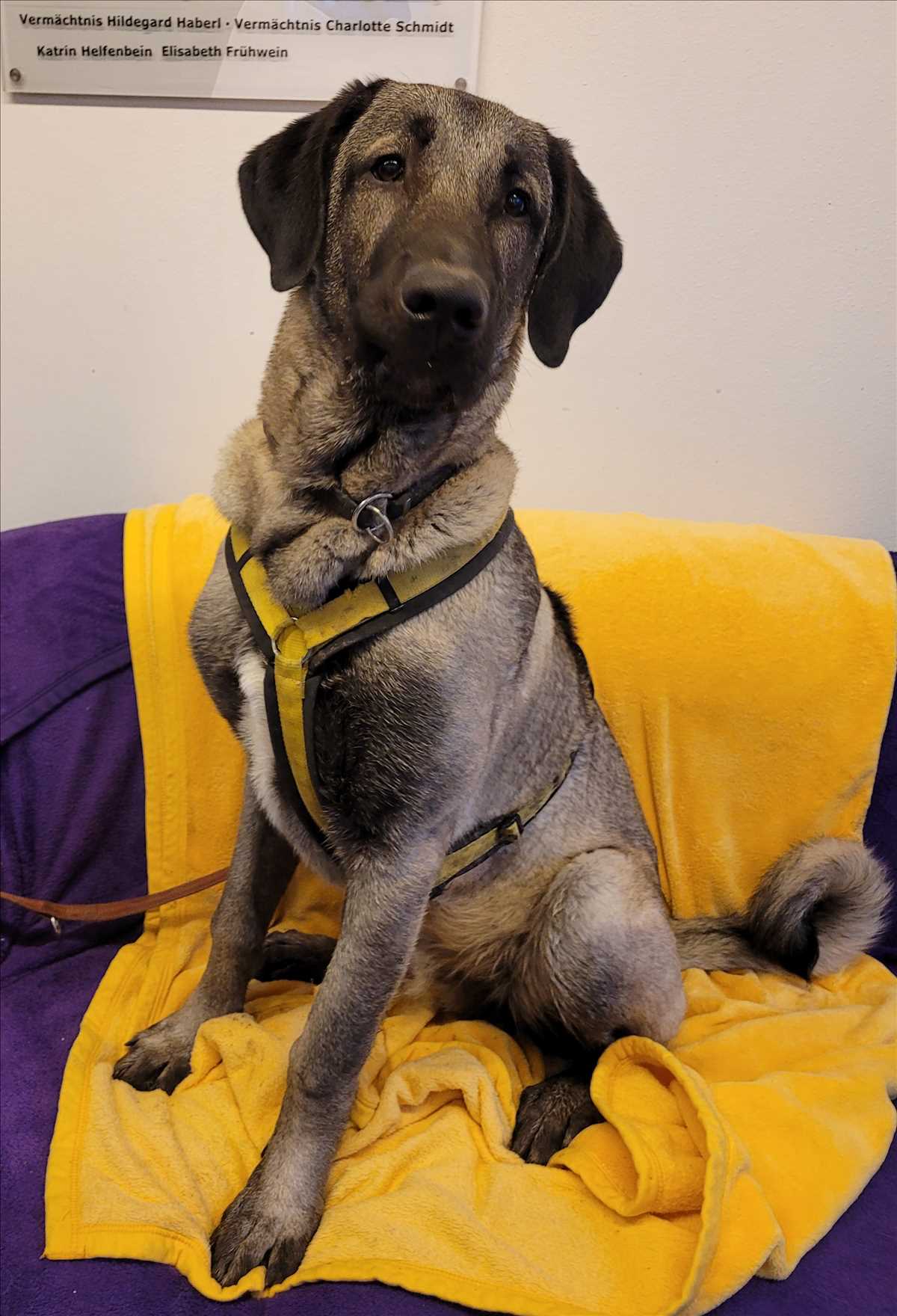 Kangal-Hirtenhund WURZEL