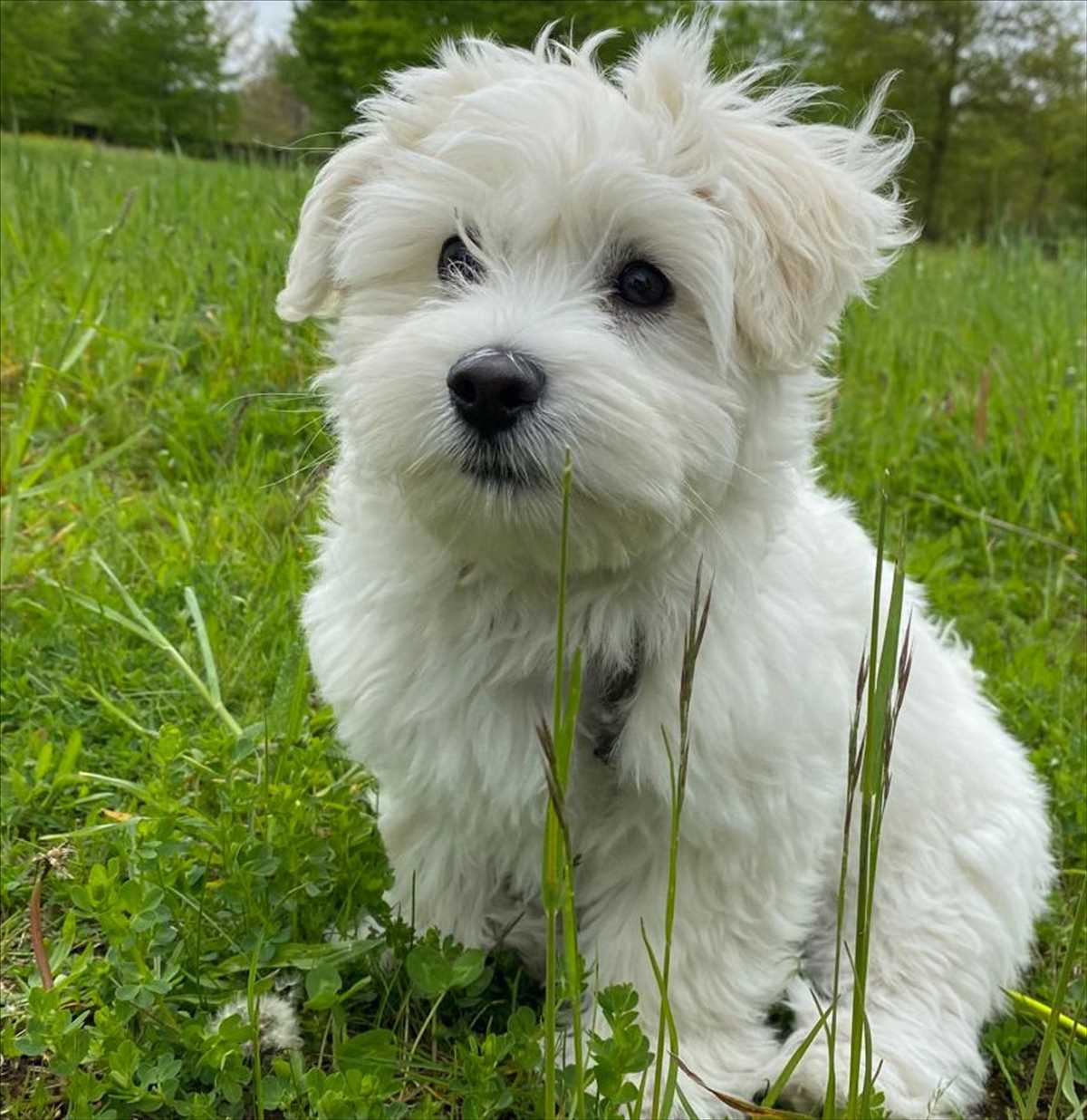 HENRY - Malteser - Bild 2