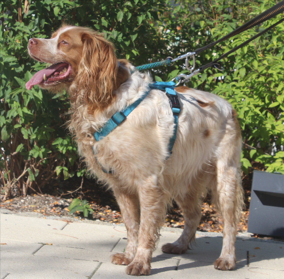 Epagneul Breton Albert