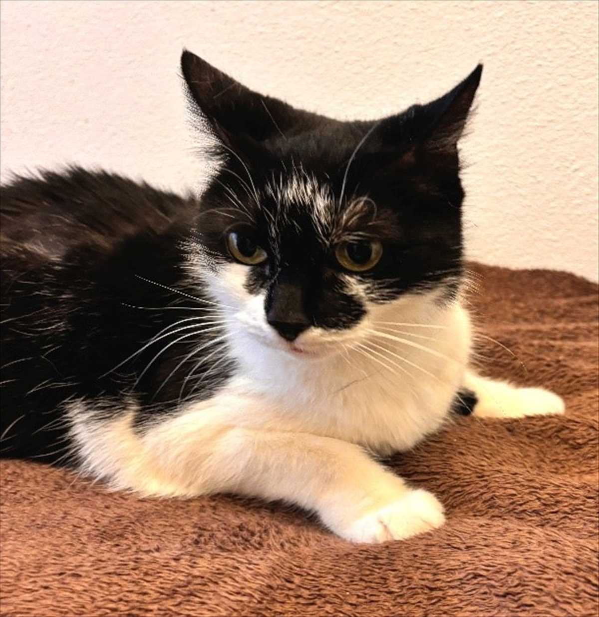 Katzen aus dem Tierheim München suchen ein neues Zuhause Tierschutzverein München